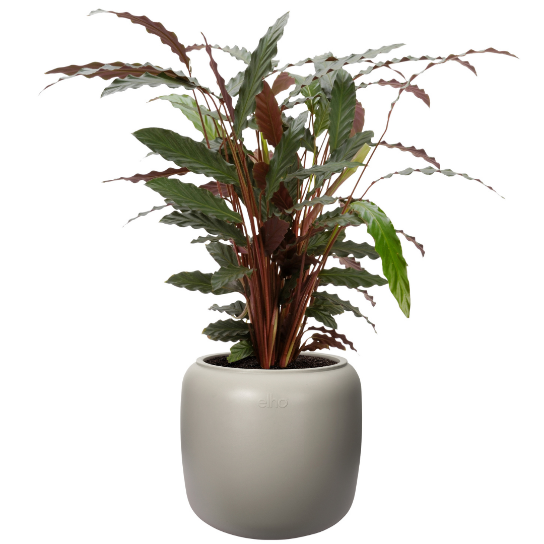 Amber Beads Planter - Balanced Beige | PREORDER OCTOBER