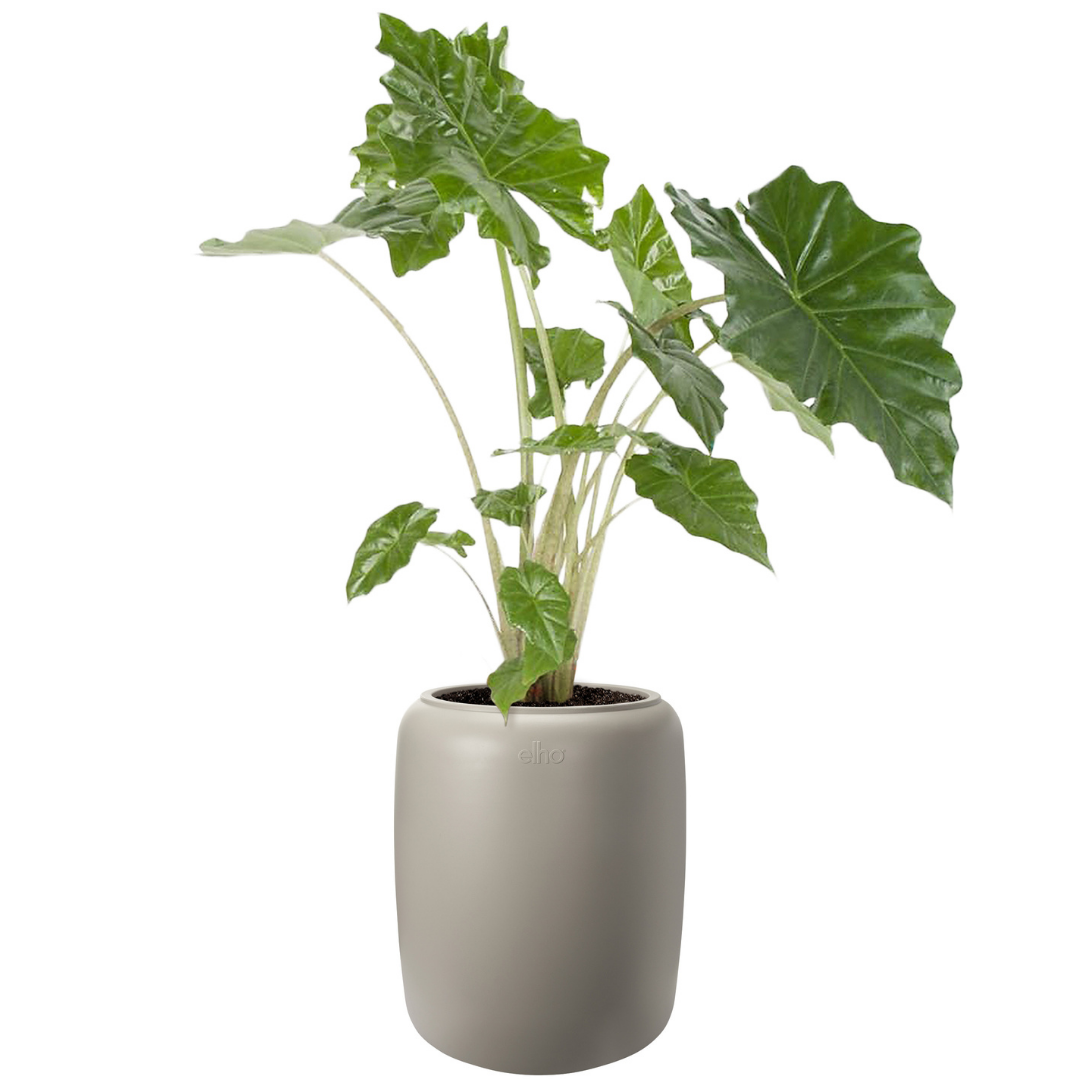 Amber Beads Planter - Balanced Beige | PREORDER OCTOBER