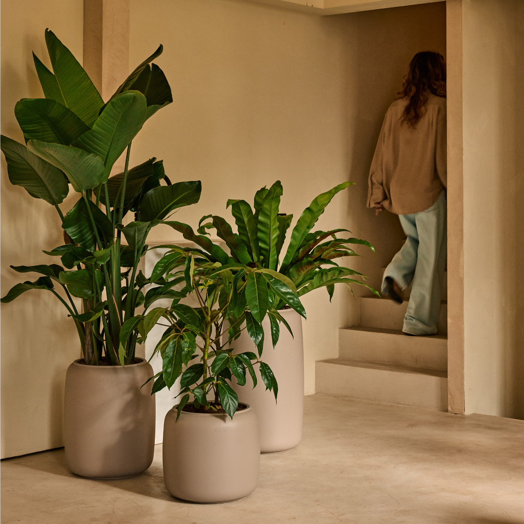 Amber Beads Planter - Balanced Beige | PREORDER OCTOBER