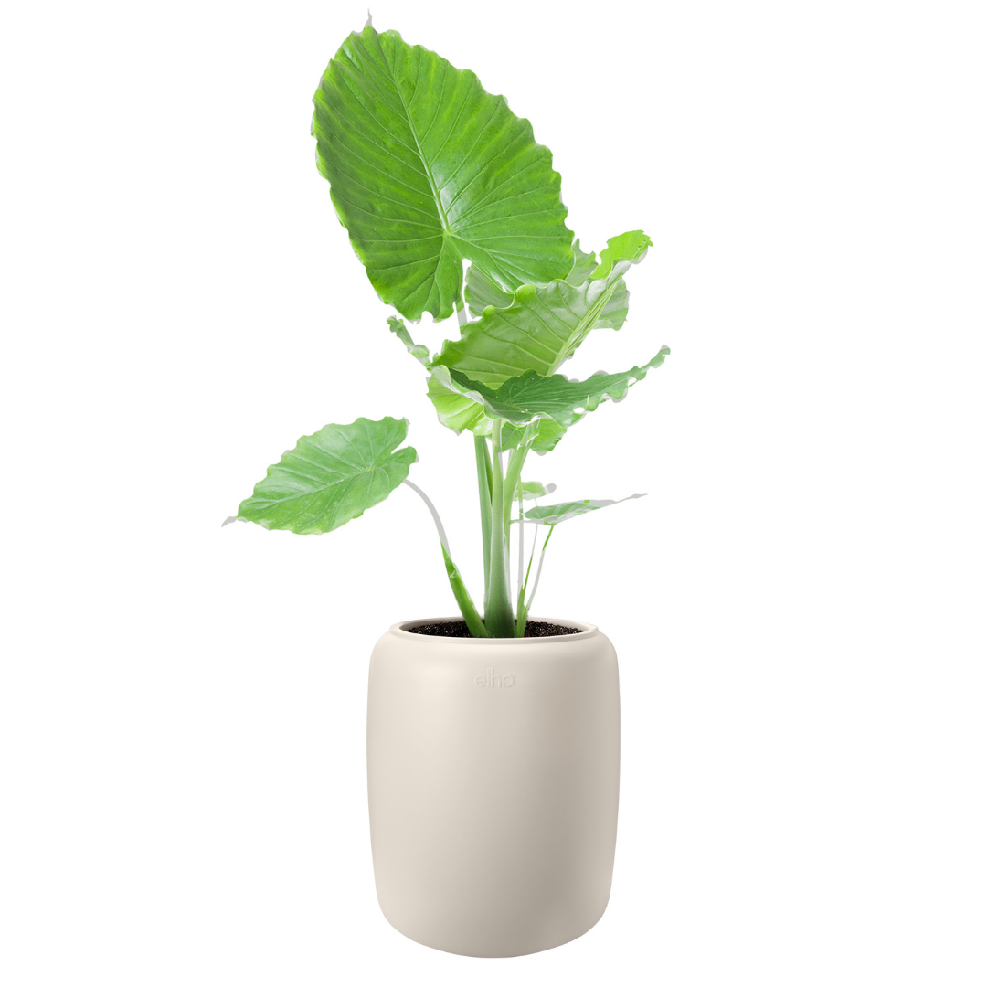Amber Beads Planter - Linen White | PREORDER OCTOBER