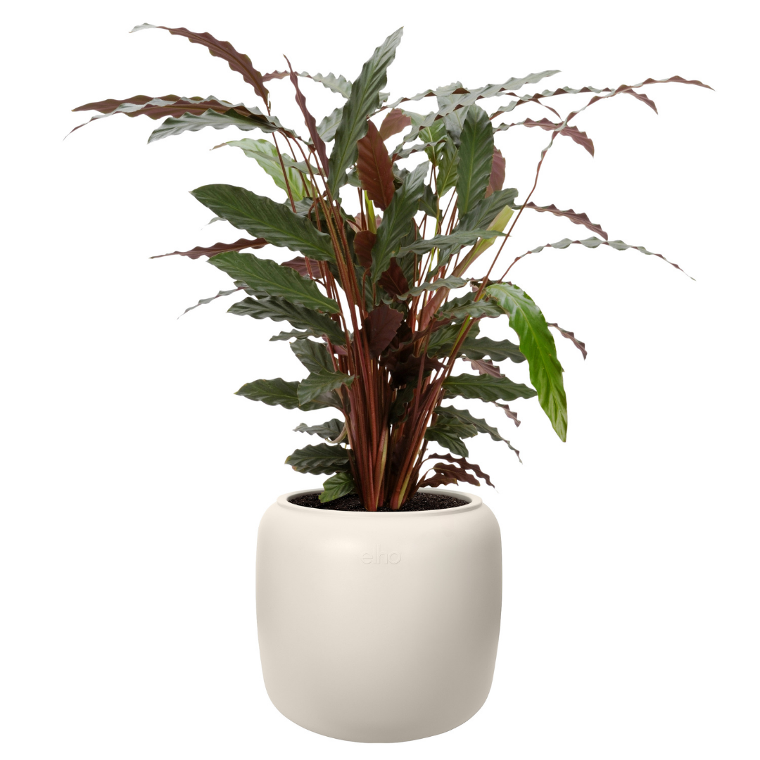 Amber Beads Planter - Linen White | PREORDER OCTOBER