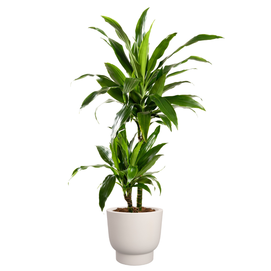 Amber Grail Planter - Linen White | PREORDER OCTOBER