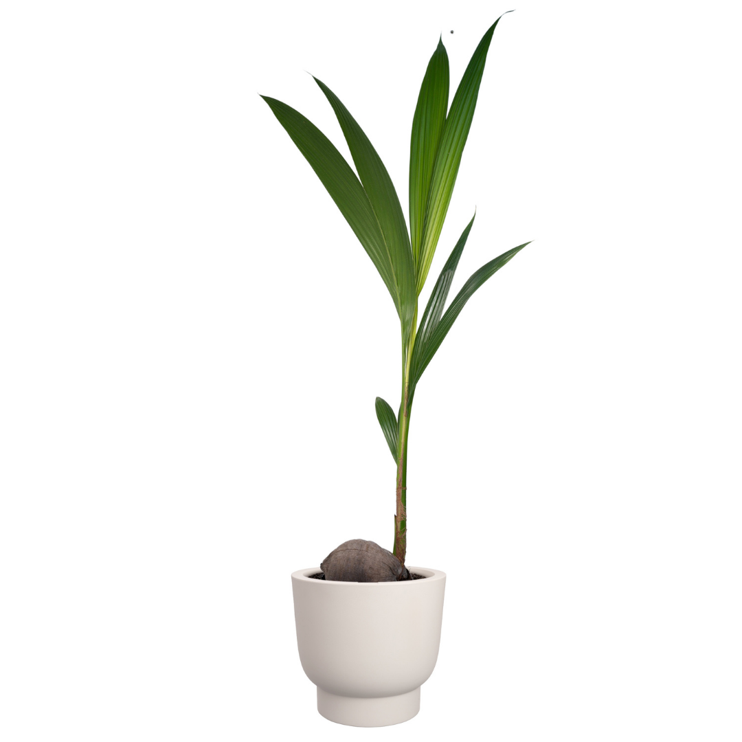 Amber Grail Planter - Linen White | PREORDER OCTOBER