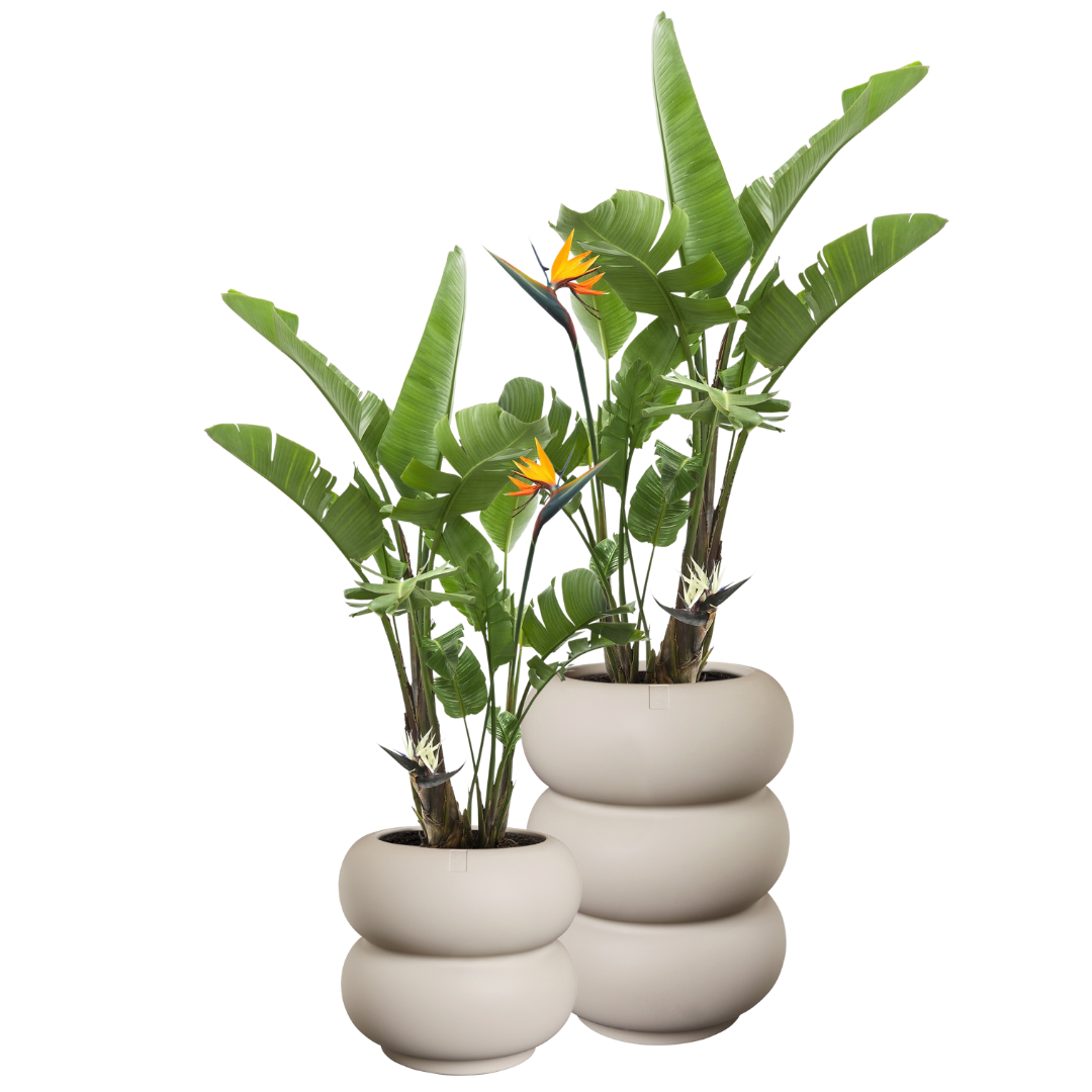 Amber Roll Planter - Balanced Beige | PREORDER OCTOBER