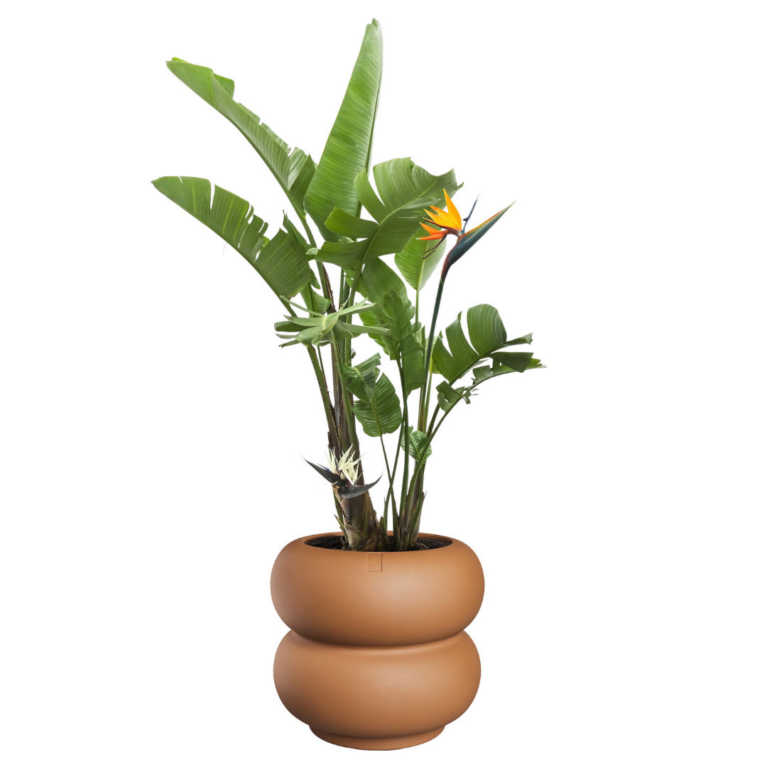 Amber Roll Planter - Caramel | PREORDER OCTOBER