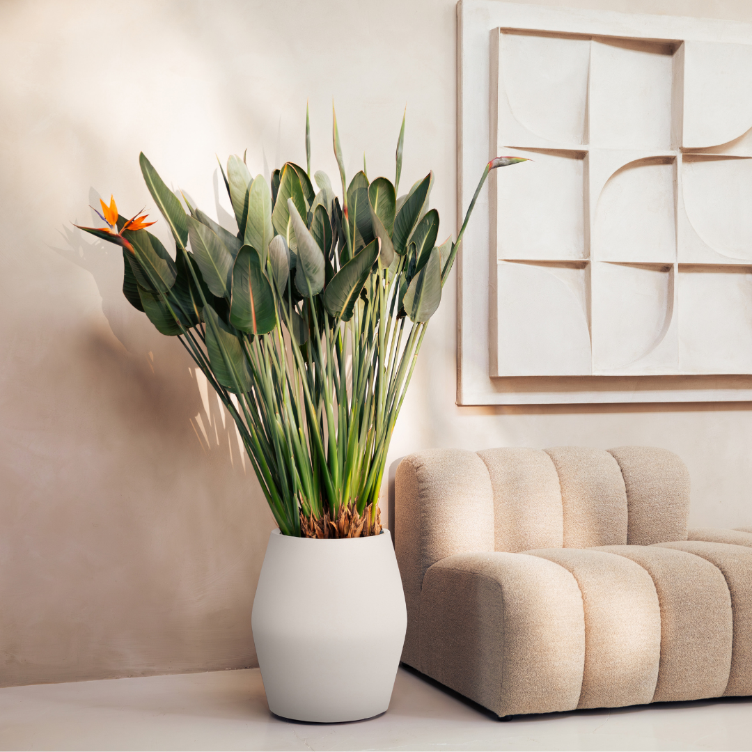 June Split Planter - Linen White | PREORDER OCTOBER