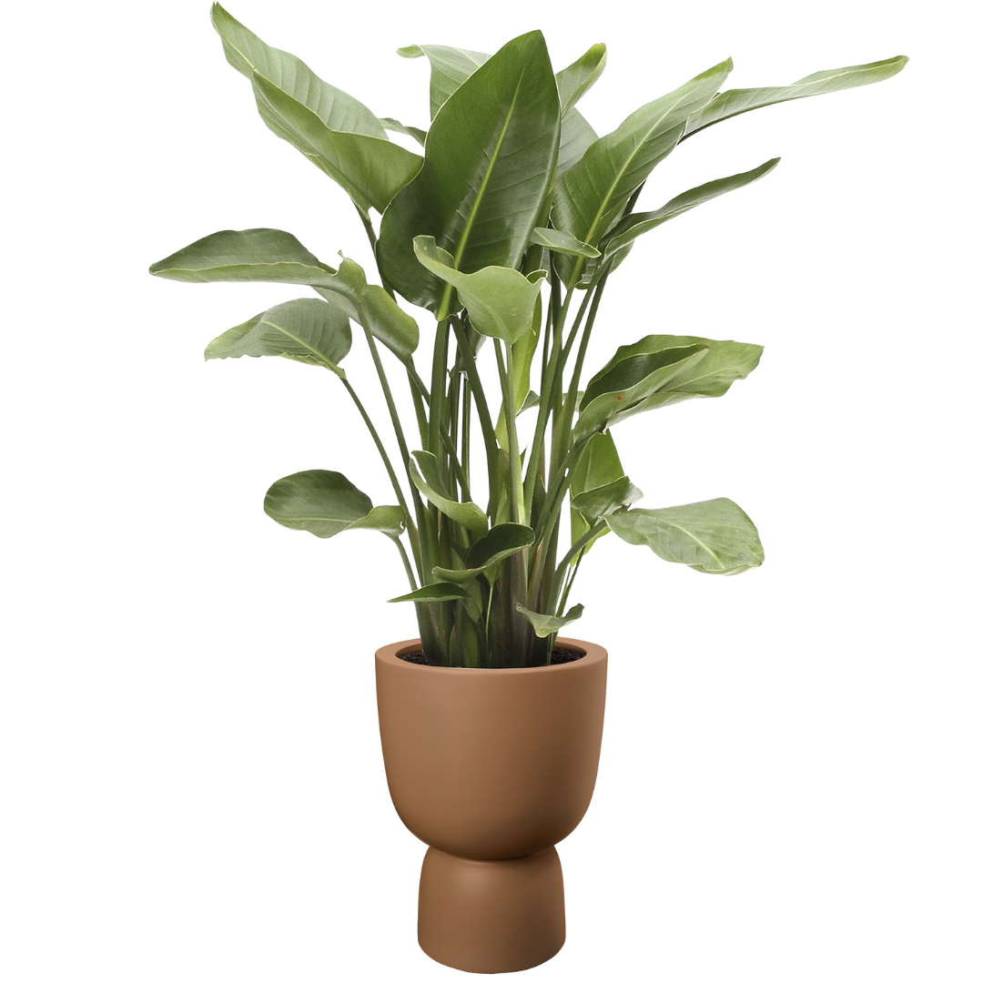 Amber Coupe Planter - Caramel | PREORDER OCTOBER