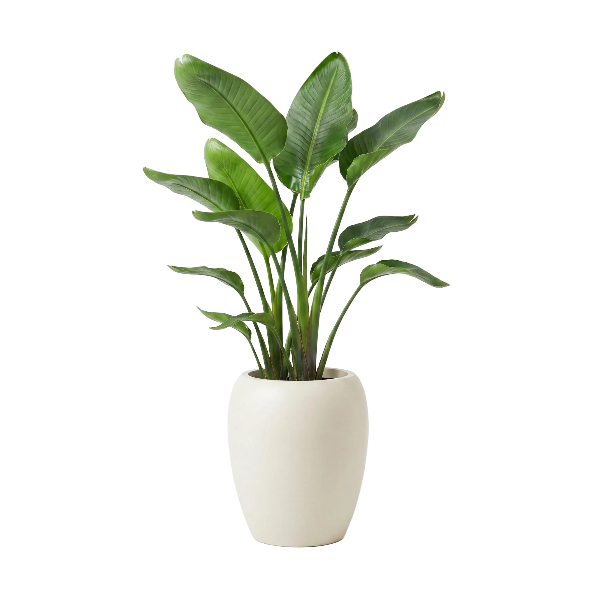 Calix Tall Planter - Natural White Pepper | PREORDER SEPTEMBER