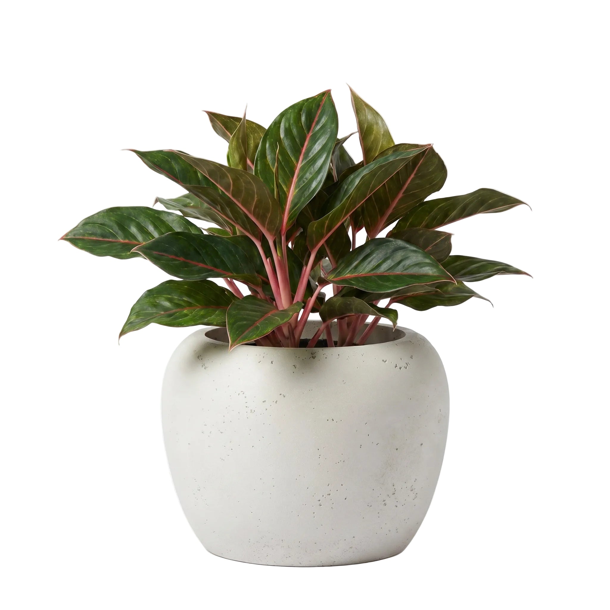 Calix Low Planter - Urban White Asparagus | PREORDER AUGUST