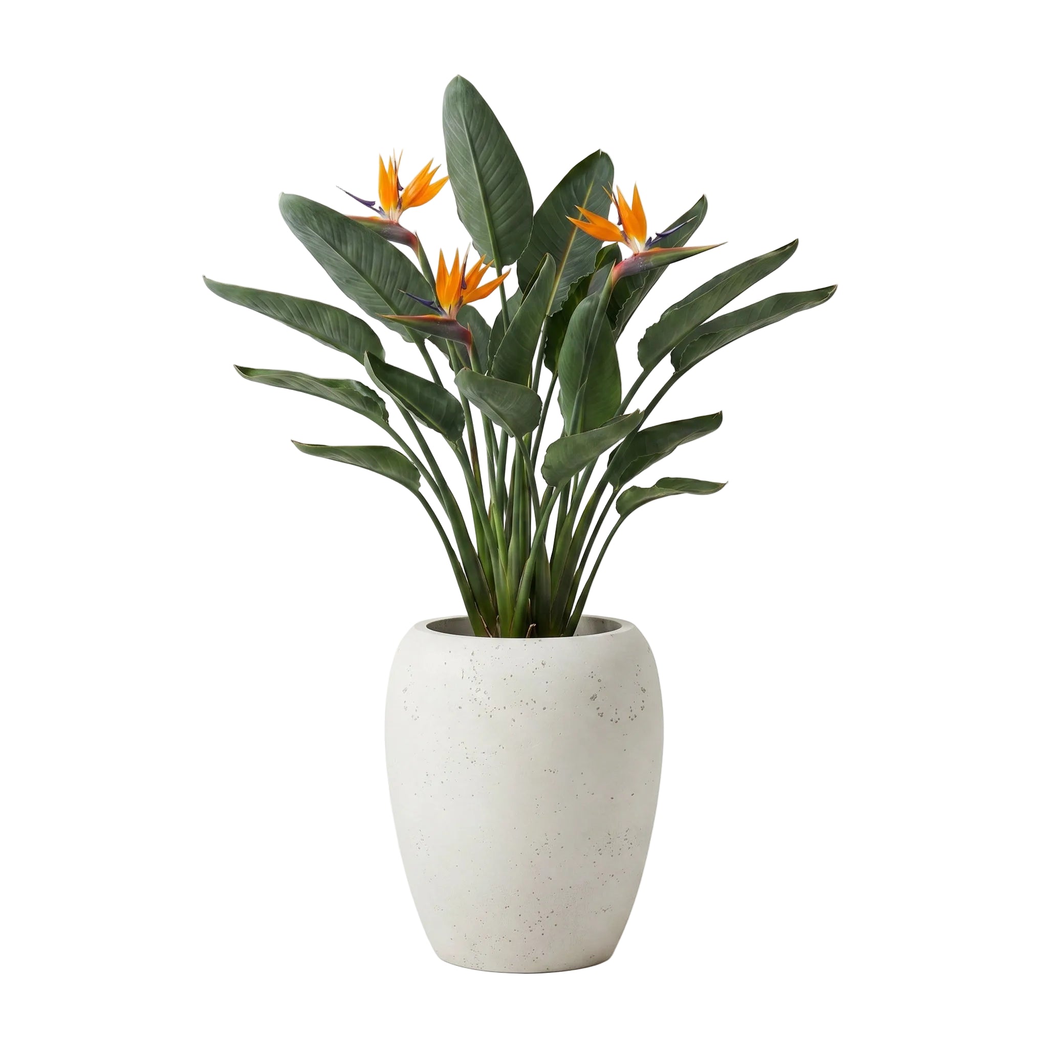Calix Tall Planter - Urban White Asparagus | PREORDER AUGUST