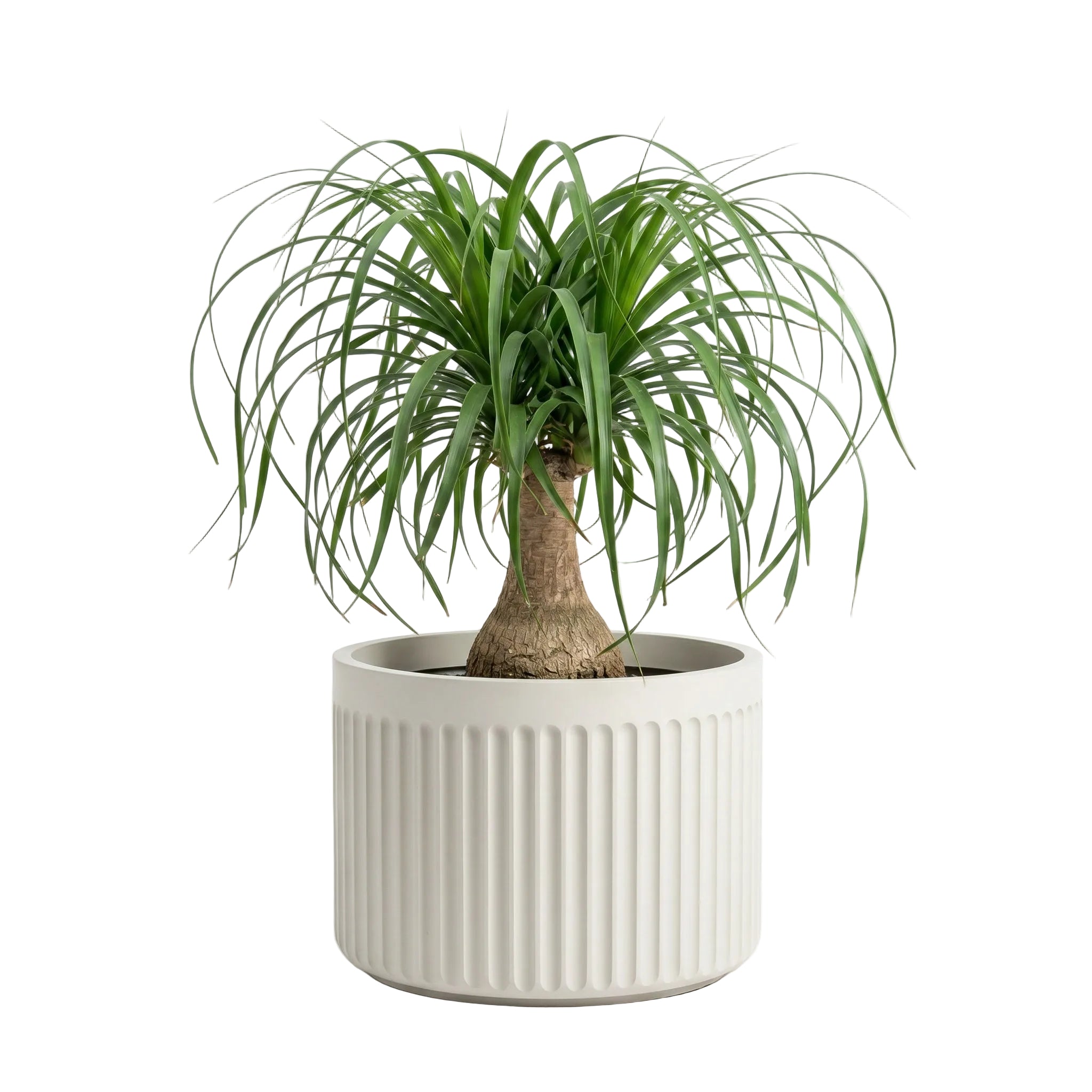 Doric Low Planter - Natural Linen | PREORDER AUGUST