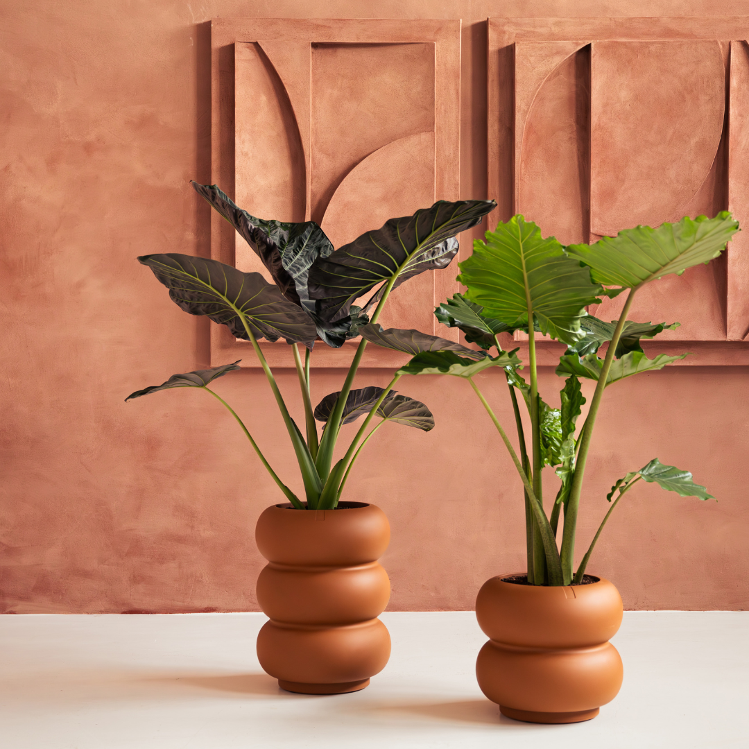 Amber Roll Planter - Caramel | PREORDER OCTOBER