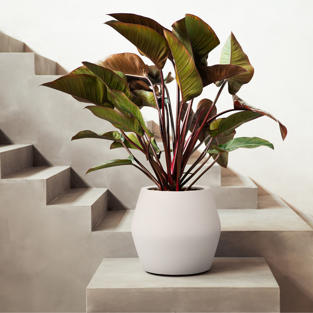 June Split Planter - Linen White | PREORDER OCTOBER