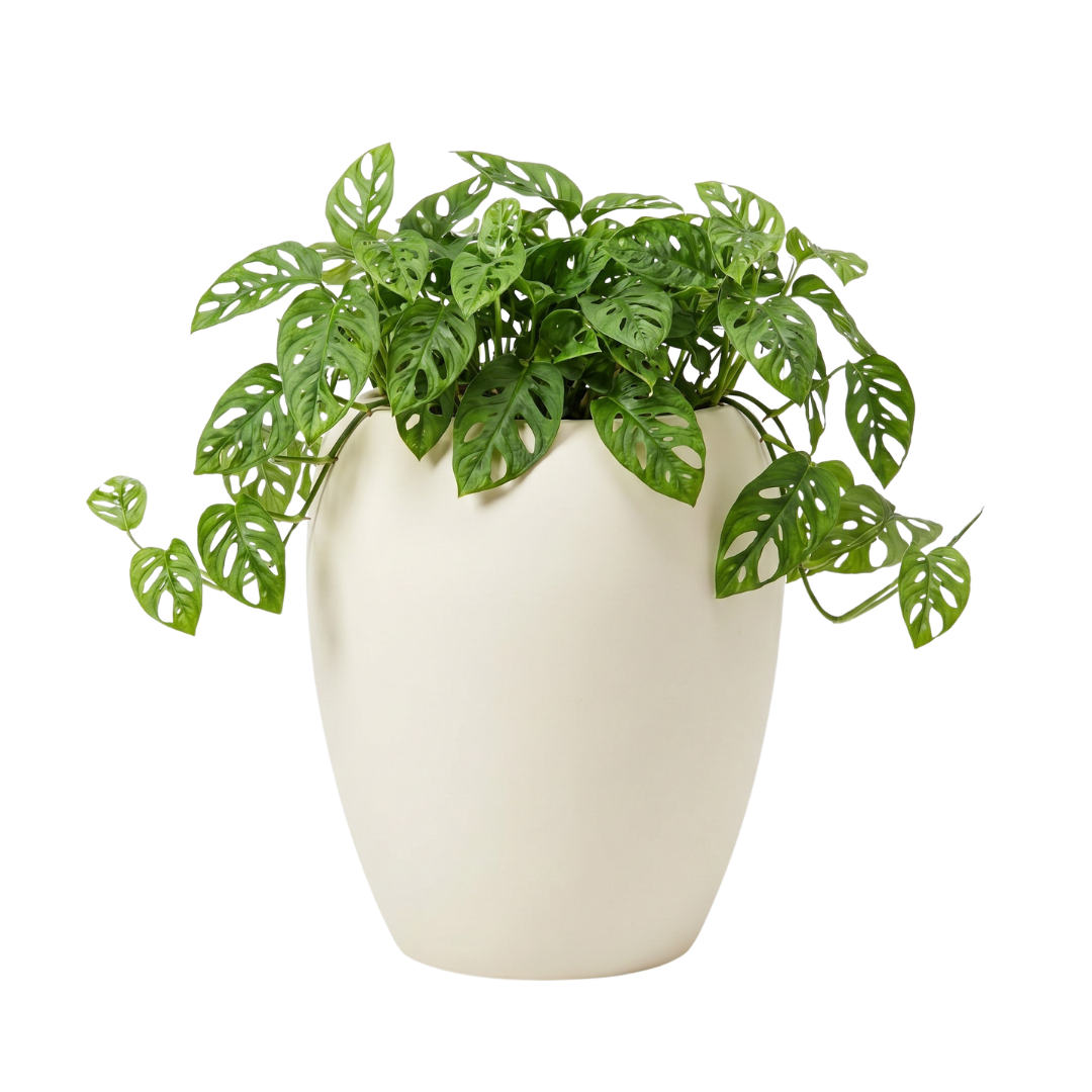 Calix Tall Planter - Natural White Pepper | PREORDER AUGUST