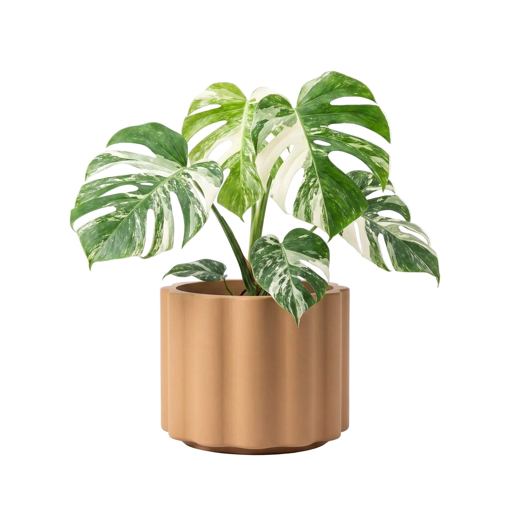 Vattra Low Planter - Natural Toasted Nut | PREORDER AUGUST