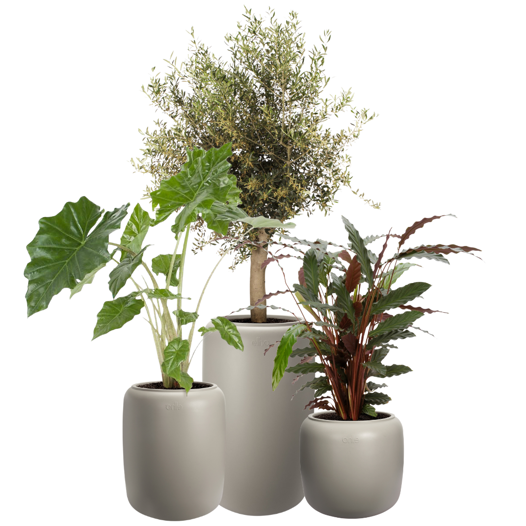 Amber Beads Planter - Balanced Beige | PREORDER OCTOBER