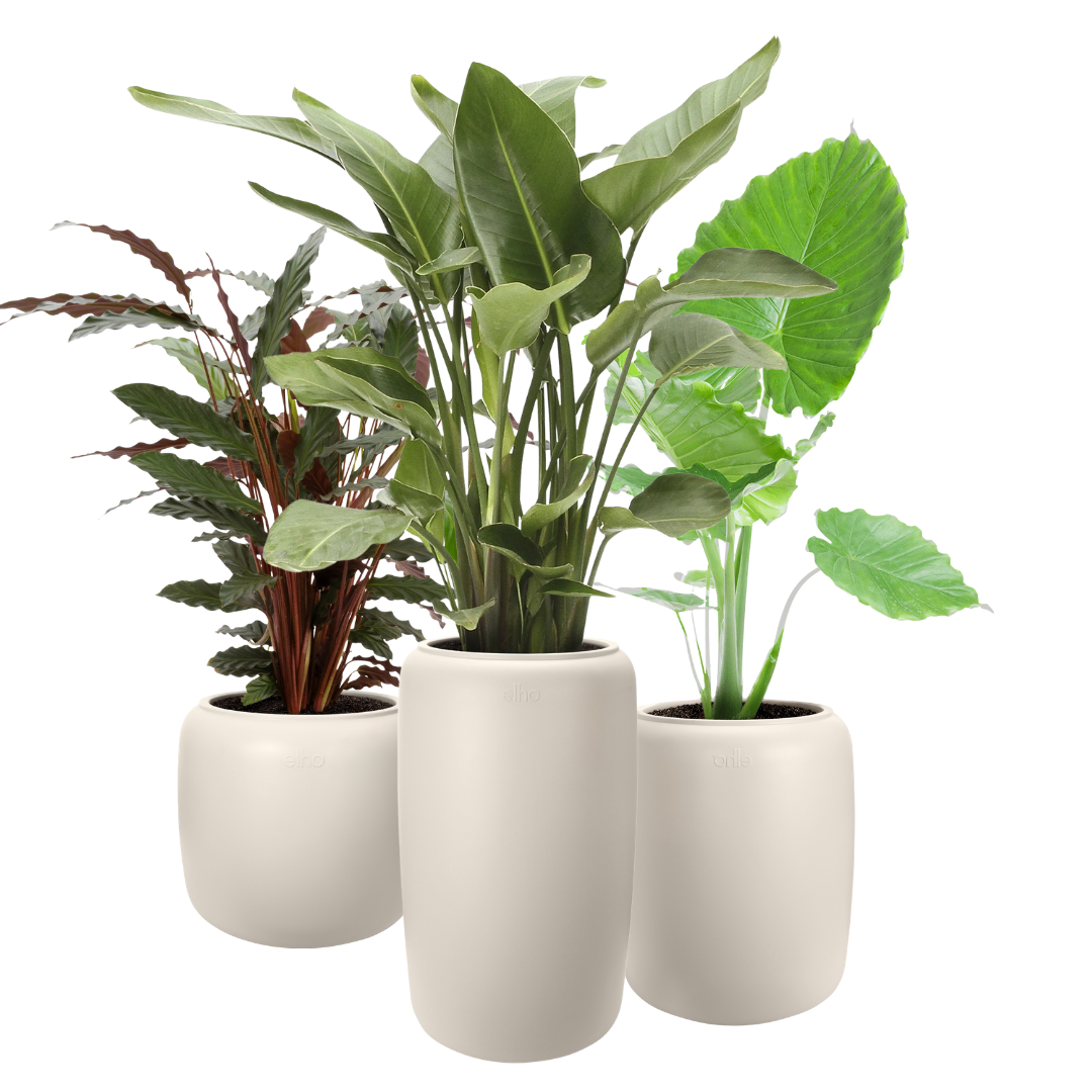 Amber Beads Planter - Linen White | PREORDER OCTOBER