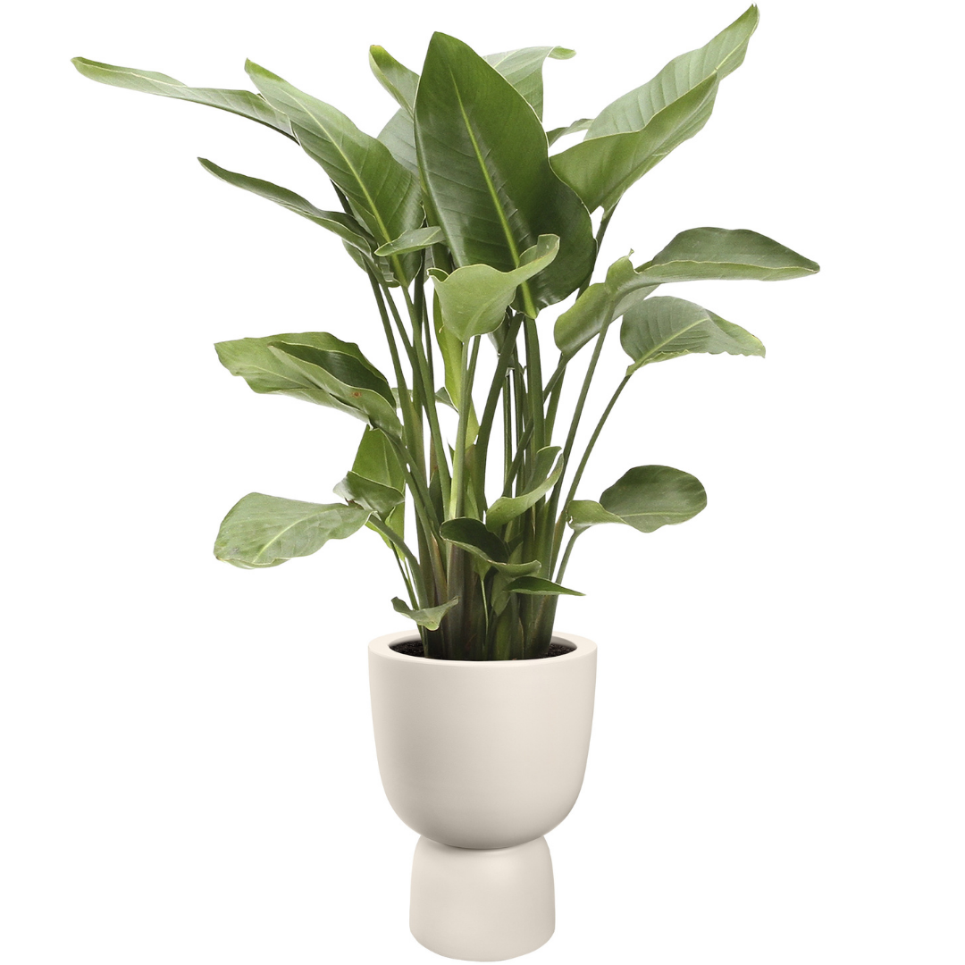 Amber Coupe Planter - Linen White | PREORDER OCTOBER