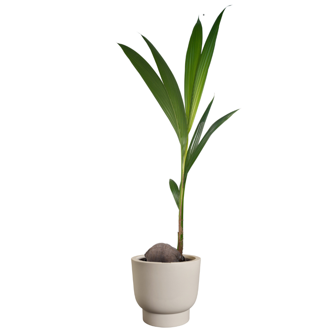 Amber Grail Planter - Balanced Beige | PREORDER OCTOBER