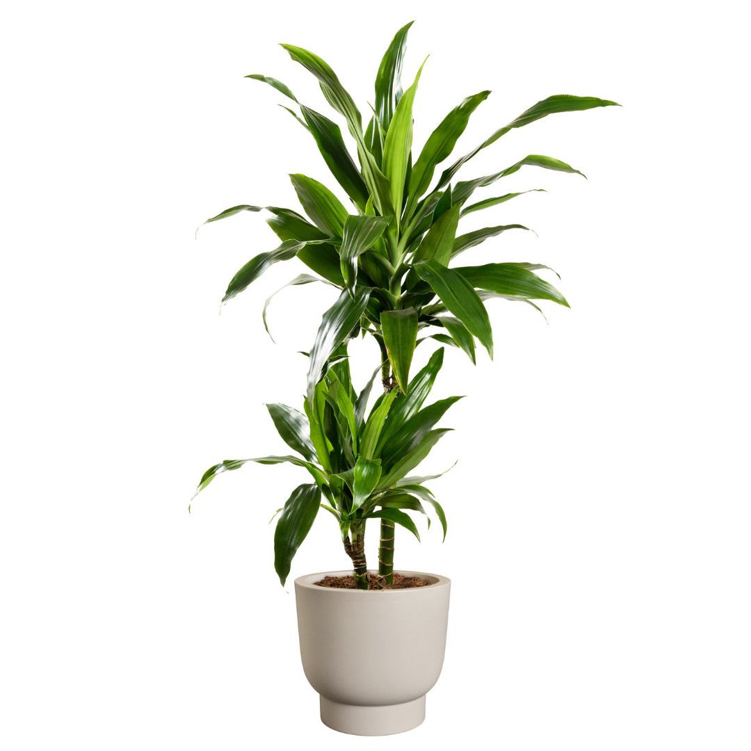 Amber Grail Planter - Balanced Beige | PREORDER OCTOBER