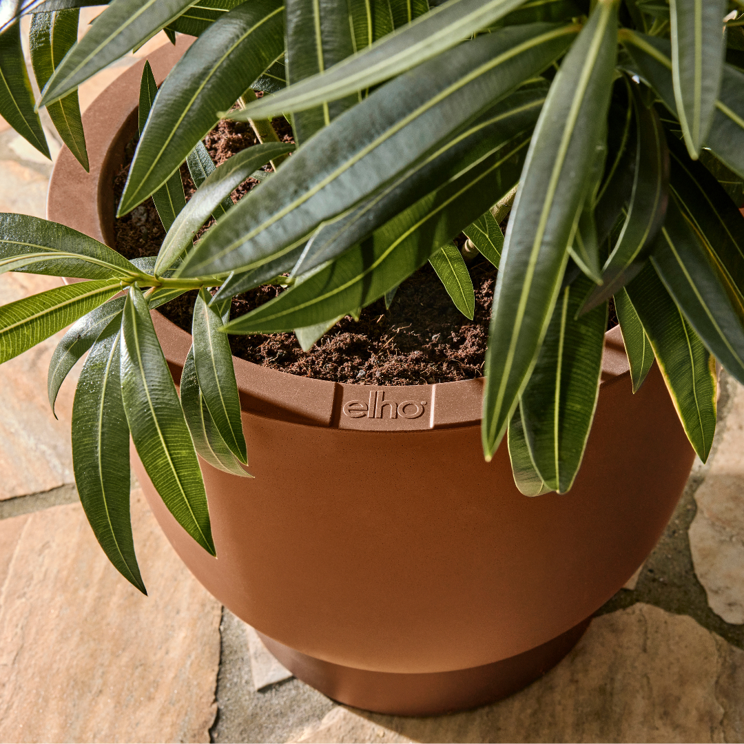 Amber Grail Planter - Caramel | PREORDER OCTOBER