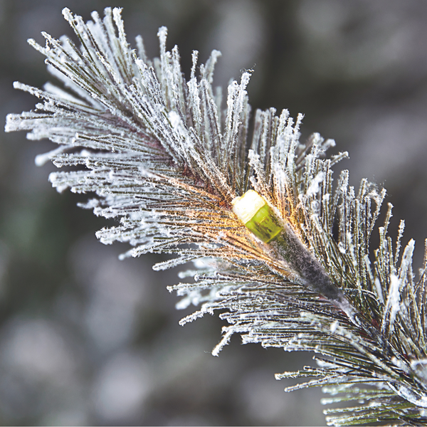 SNOWY CEDAR PINE: *PRELIT* 240CM CHRISTMAS TREE