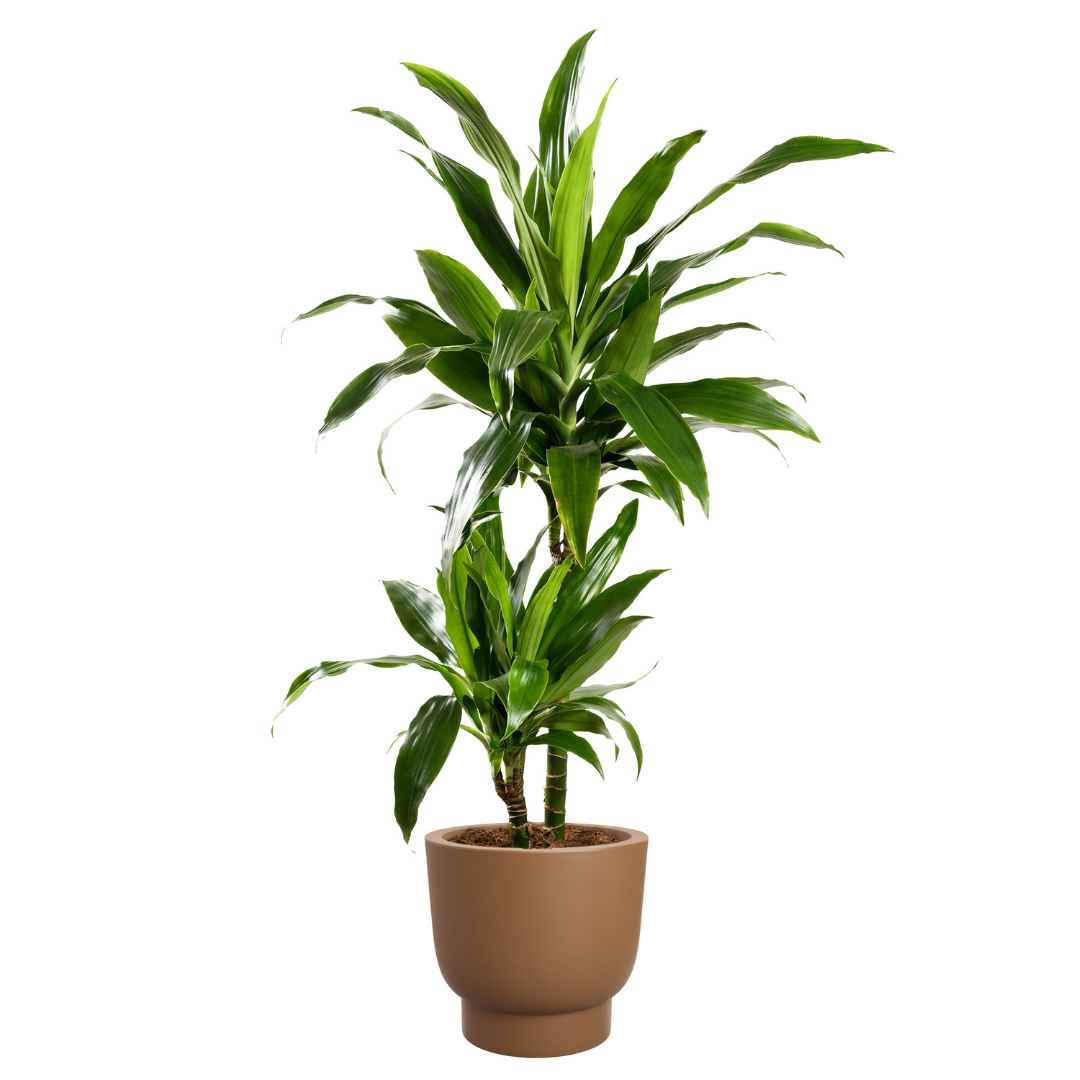 Amber Grail Planter - Caramel | PREORDER OCTOBER