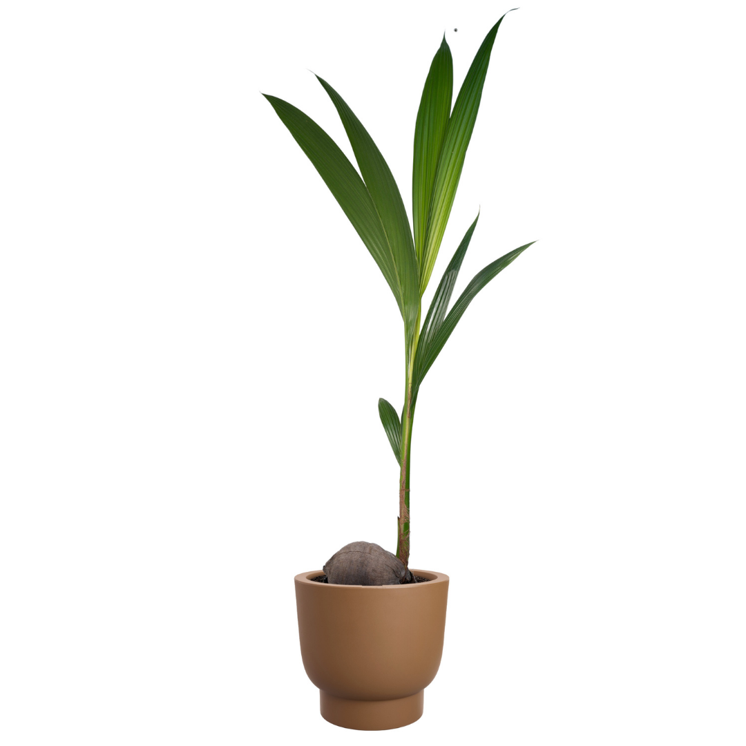 Amber Grail Planter - Caramel | PREORDER OCTOBER