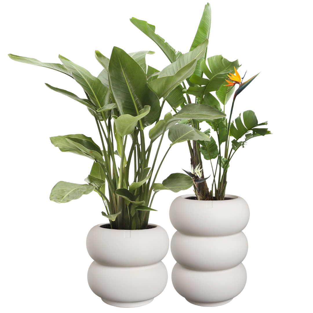 Amber Roll Planter - Linen White | PREORDER OCTOBER