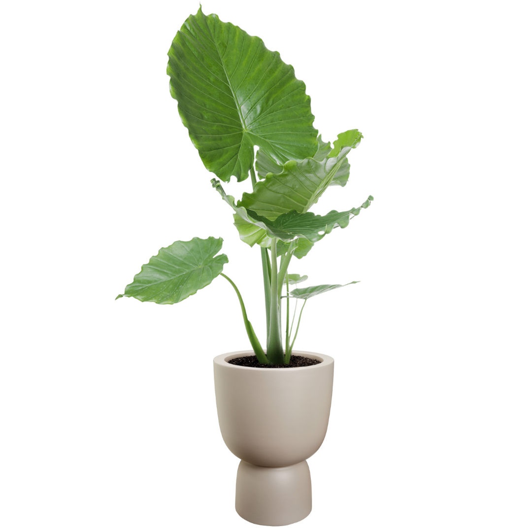 Amber Coupe Planter - Balanced Beige | PREORDER OCTOBER