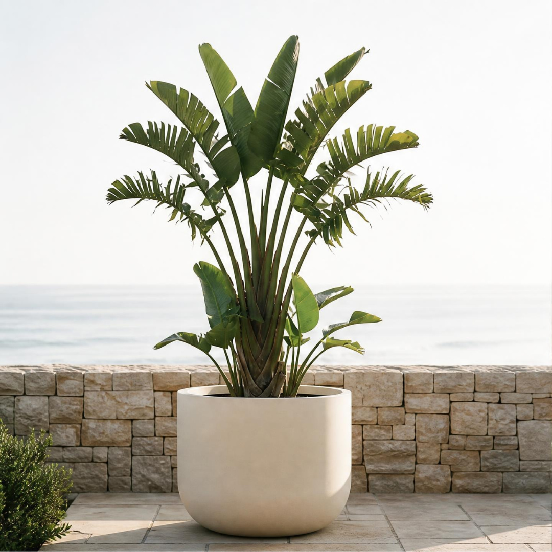 Rotunda Extra Large Planter - Natural White Pepper | PREORDER SEPTEMBER
