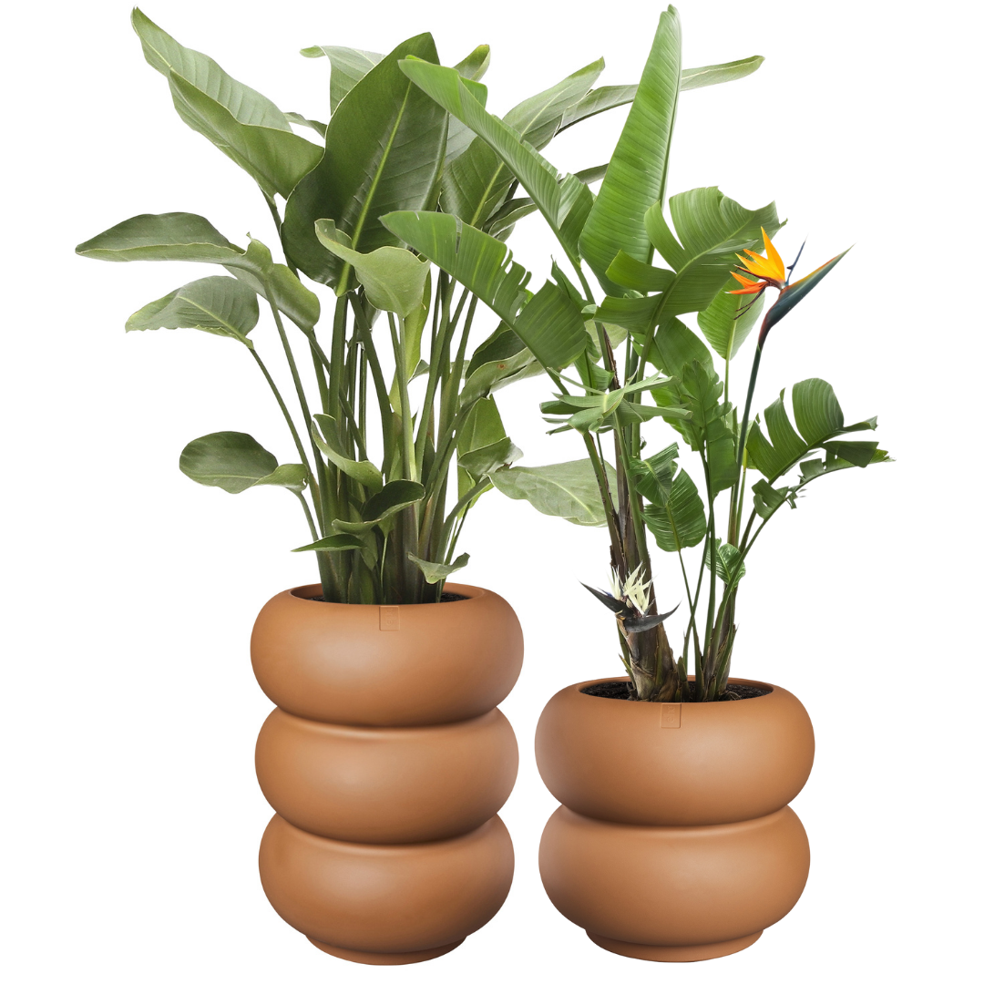 Amber Roll Planter - Caramel | PREORDER OCTOBER
