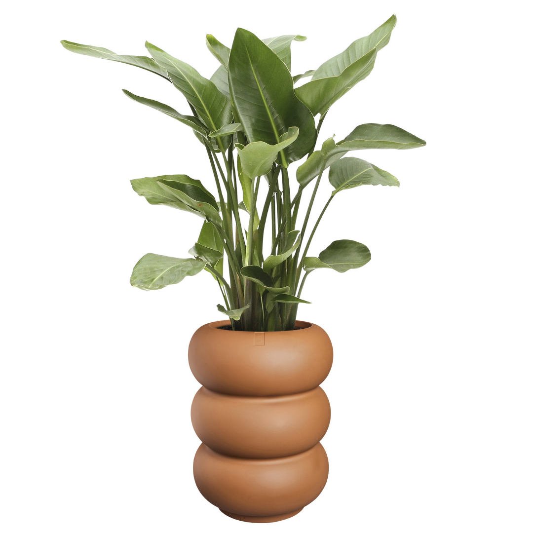 Amber Roll Planter - Caramel | PREORDER OCTOBER