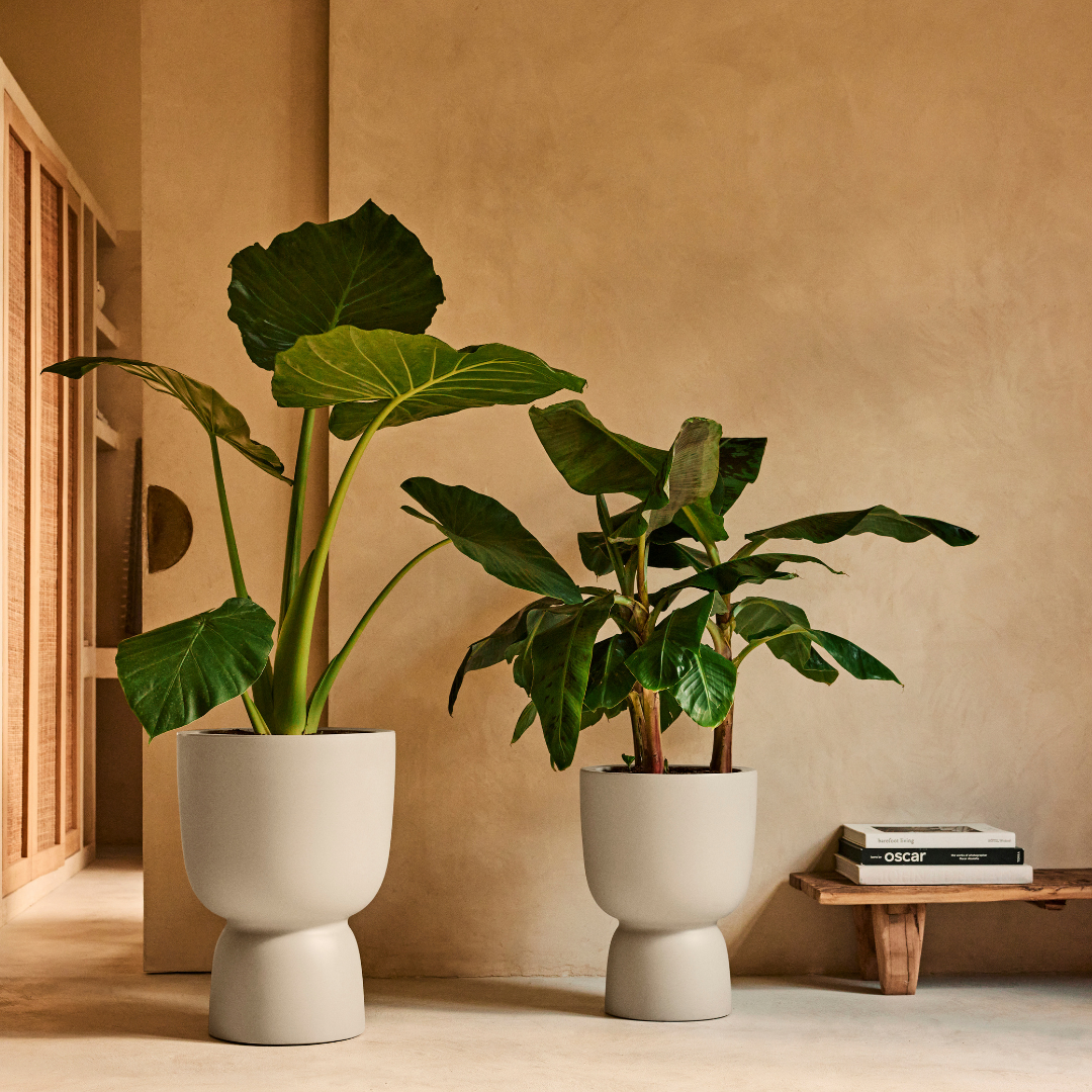 Amber Coupe Planter - Balanced Beige | PREORDER OCTOBER