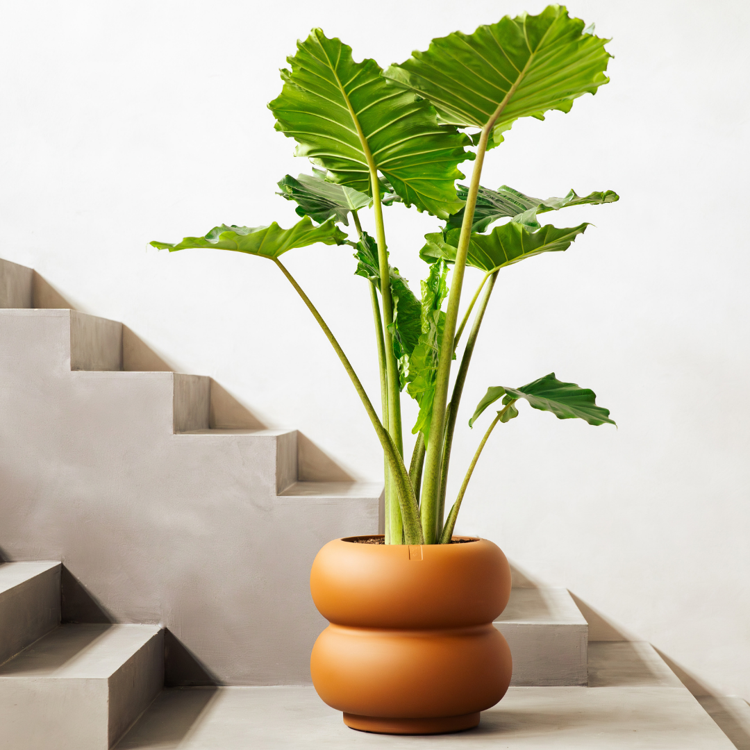 Amber Roll Planter - Caramel | PREORDER OCTOBER