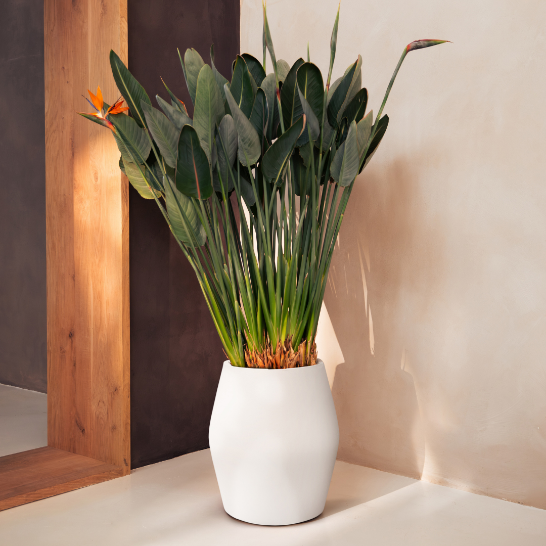 June Split Planter - Linen White | PREORDER OCTOBER