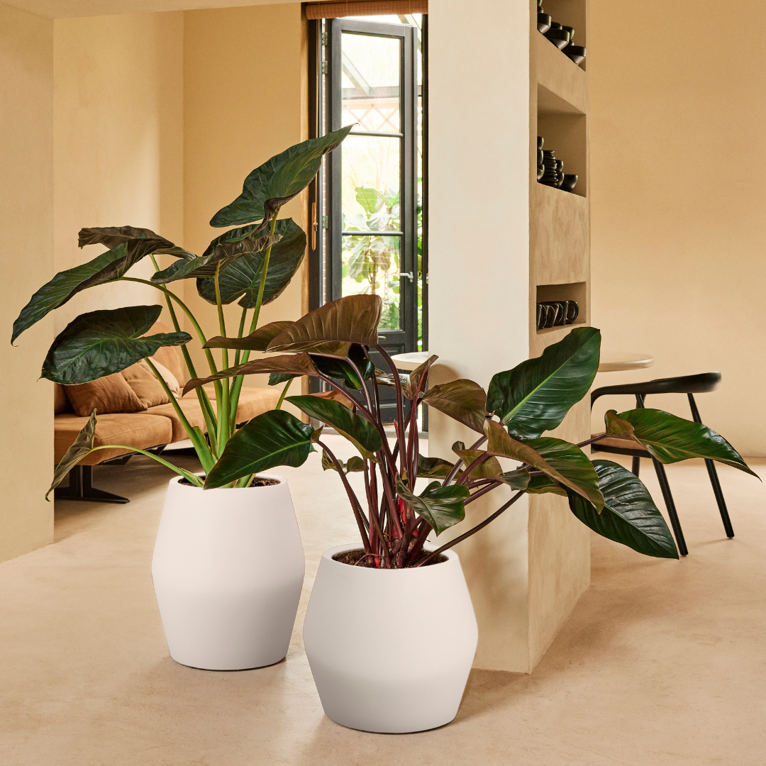 June Split Planter - Linen White | PREORDER OCTOBER