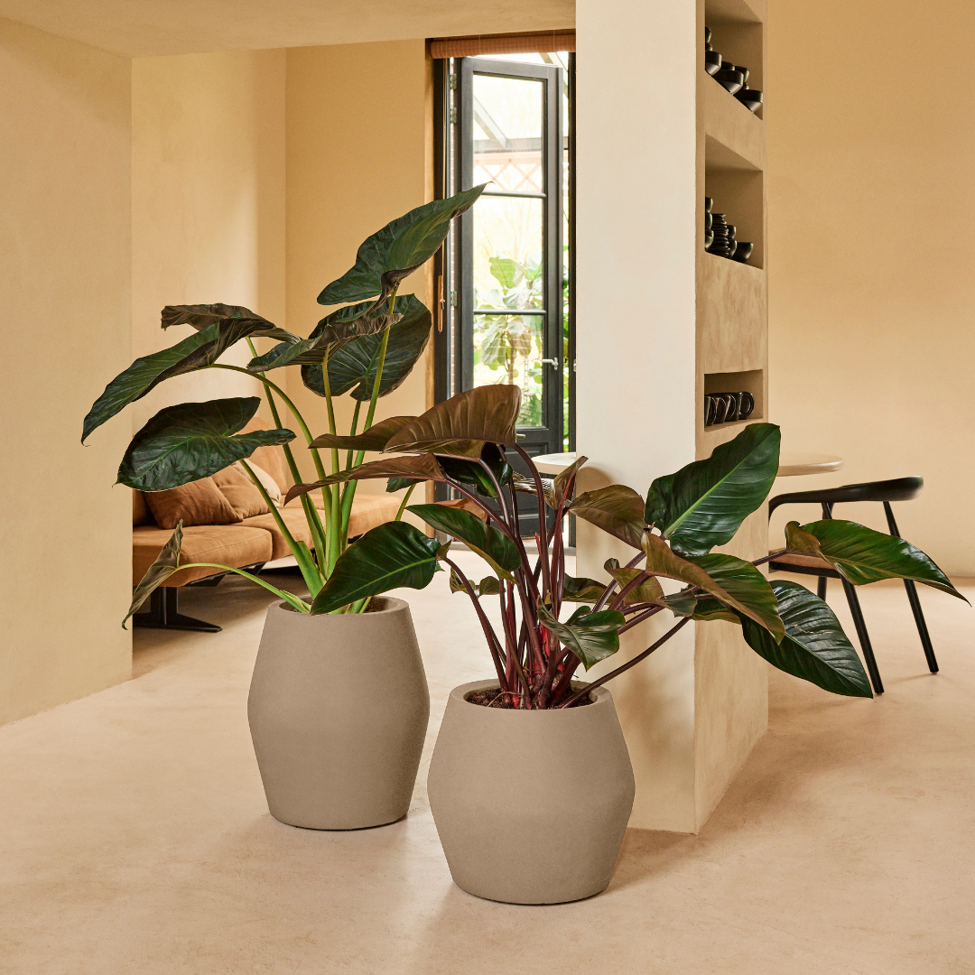 June Split Planter - Balanced Beige | PREORDER OCTOBER