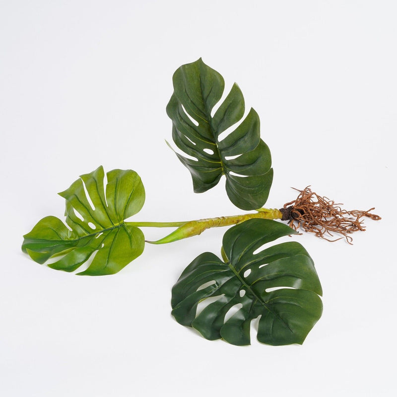 Monstera with roots 54 x 21 x 12 cm