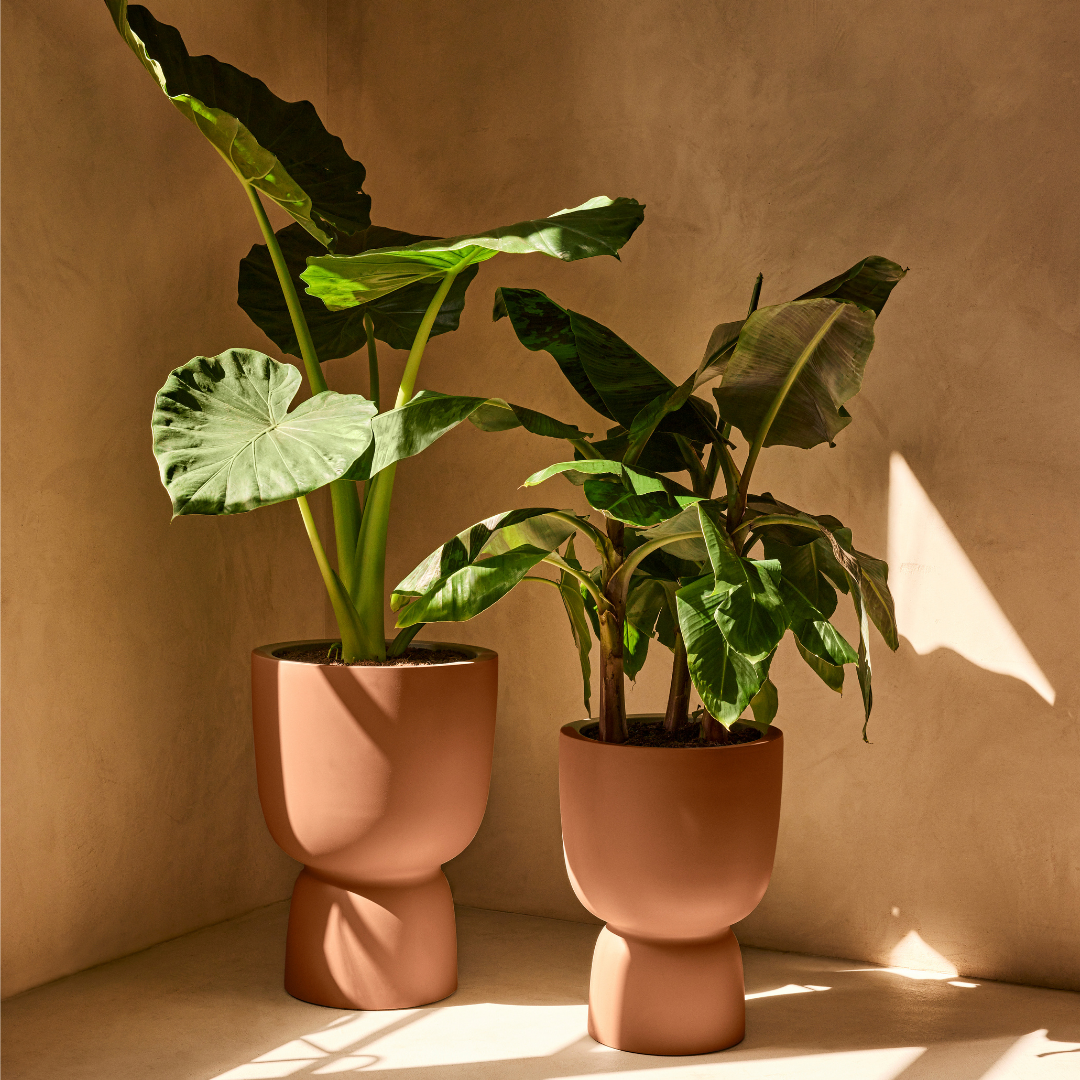Amber Coupe Planter - Caramel | PREORDER OCTOBER