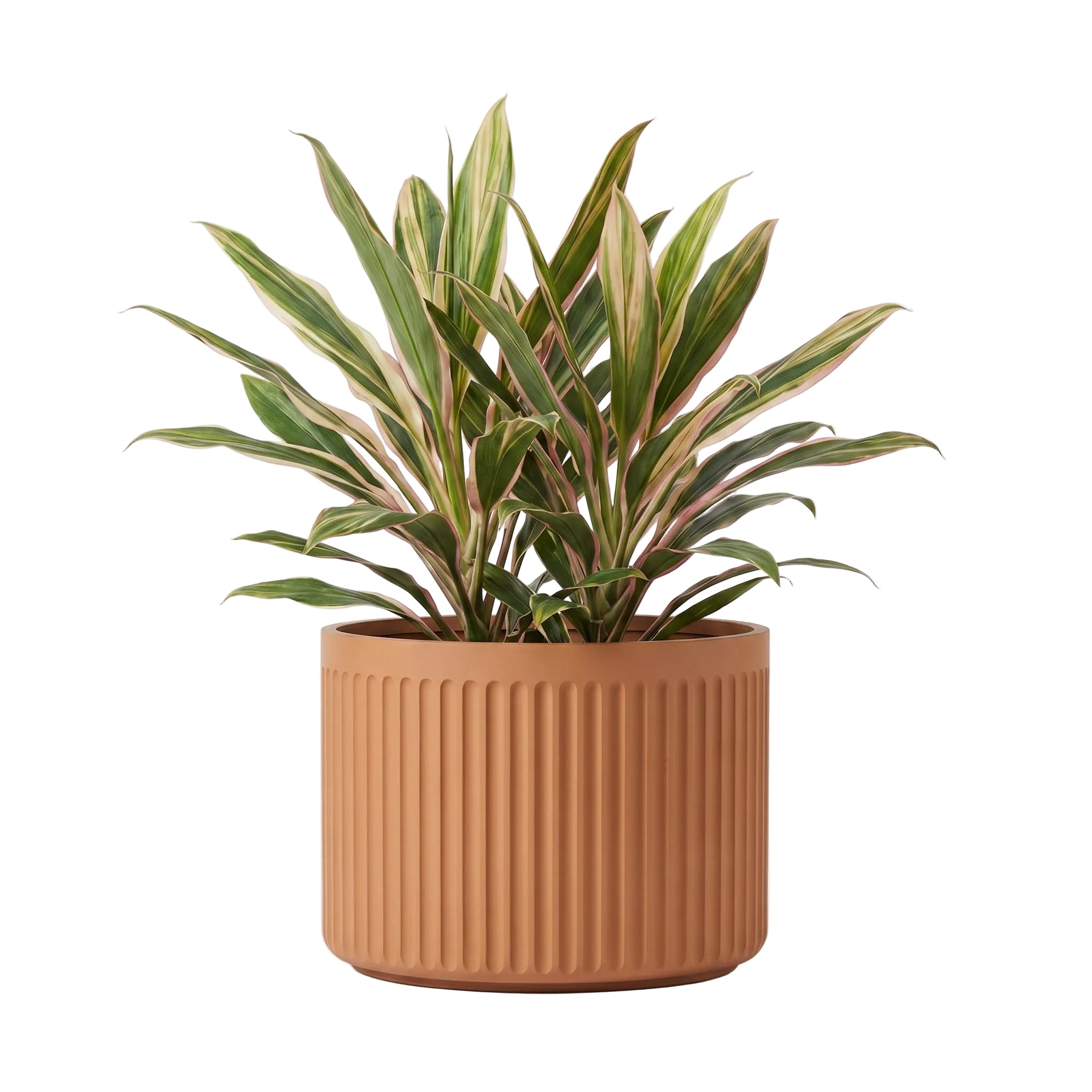 Doric Low Planter - Natural Toasted Nut | PREORDER AUGUST