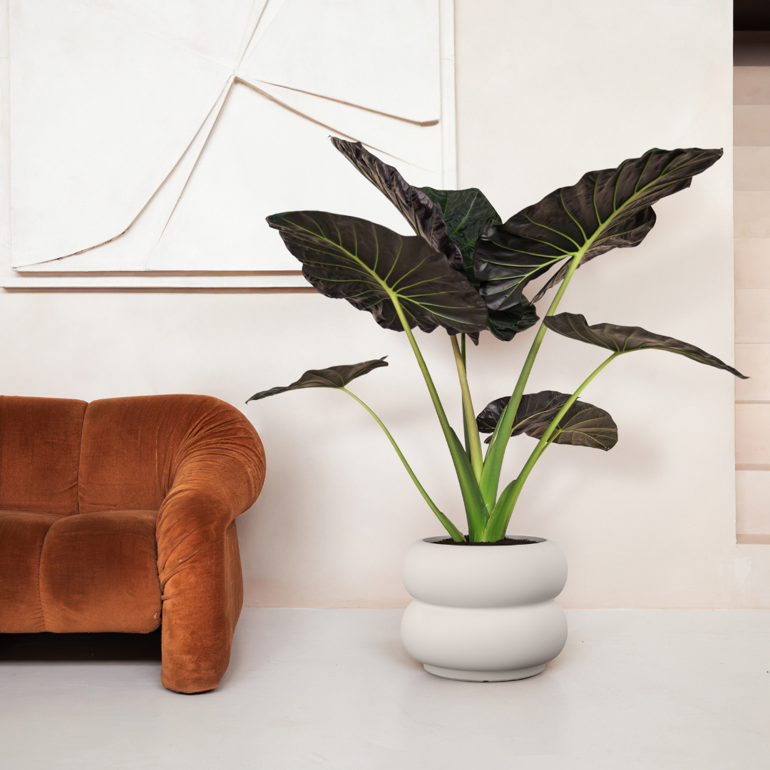Amber Roll Planter - Linen White | PREORDER OCTOBER
