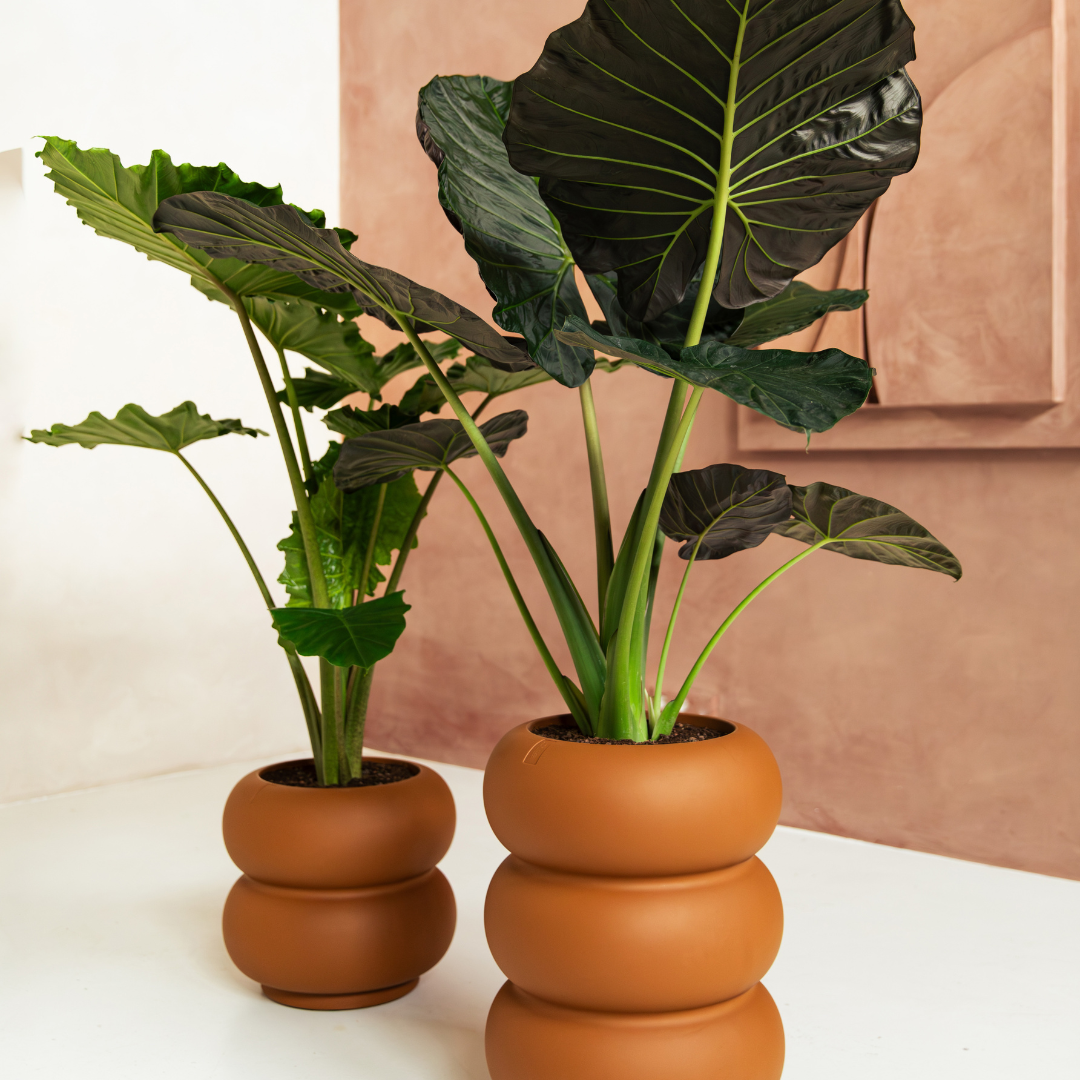Amber Roll Planter - Caramel | PREORDER OCTOBER