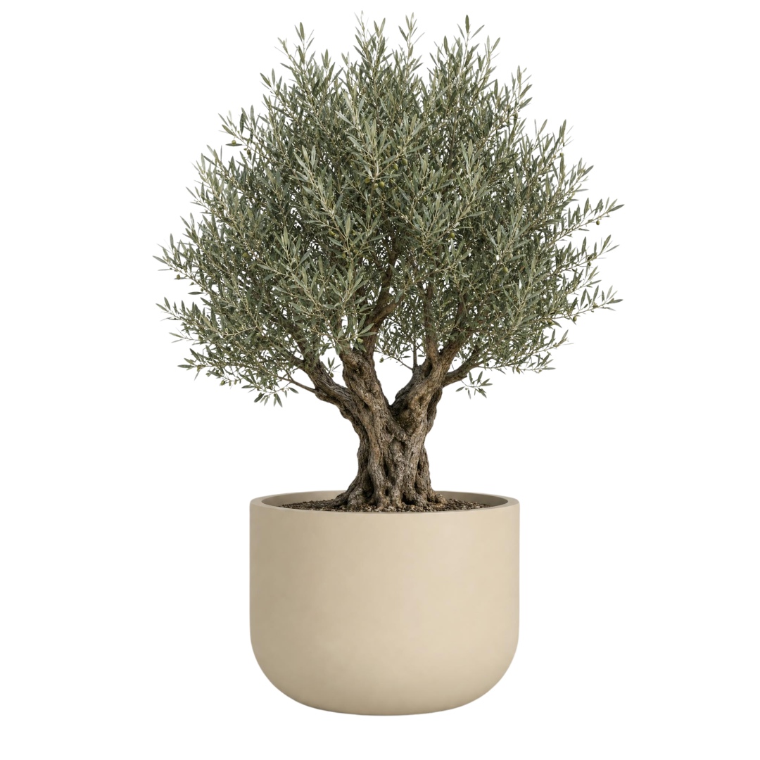 Rotunda Extra Large Planter - Natural White Pepper | PREORDER AUGUST