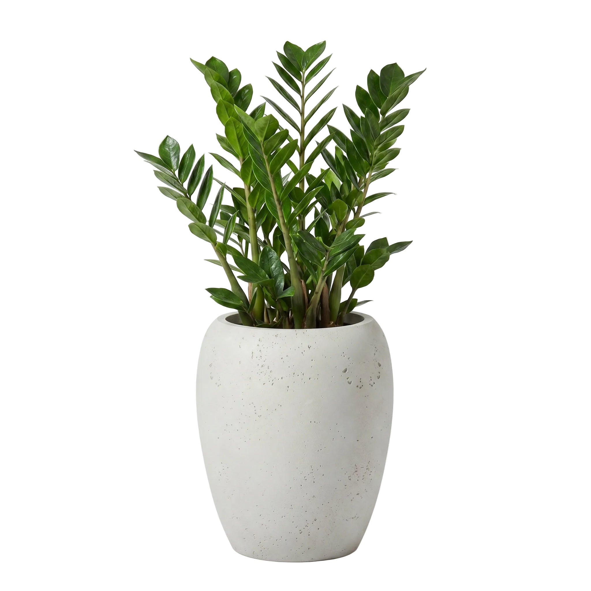 Calix Tall Planter - Urban White Asparagus | PREORDER AUGUST