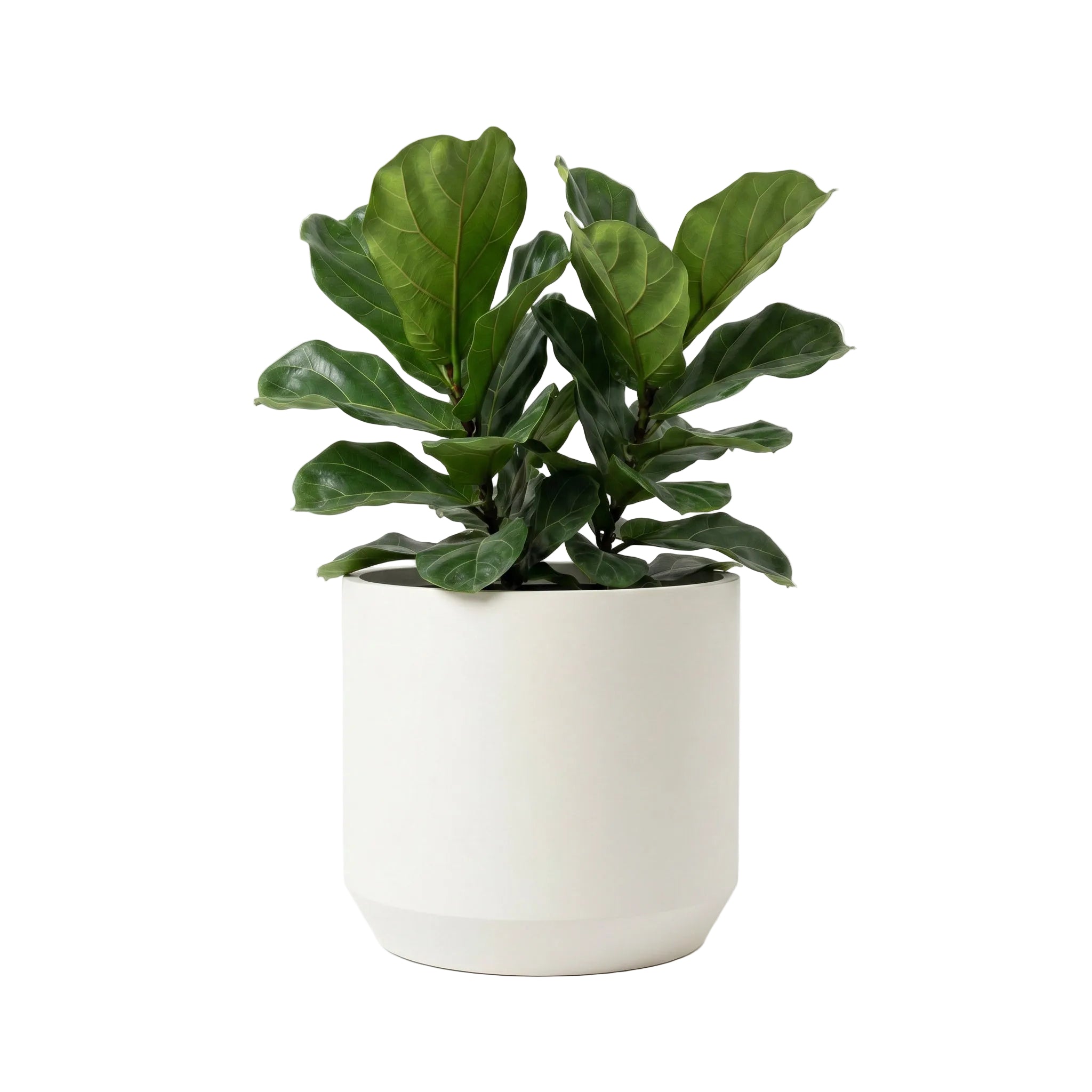 Rotunda Planter - Natural Linen | PREORDER AUGUST