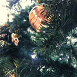 BALSAM FIR: 180CM CHRISTMAS TREE