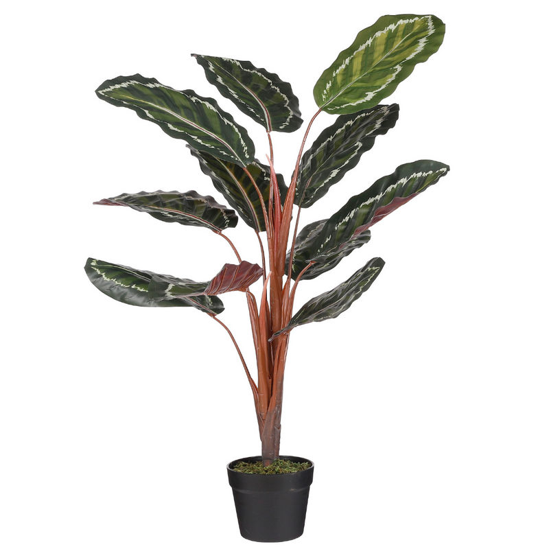Calathea Roseopicta 90 x 60cm