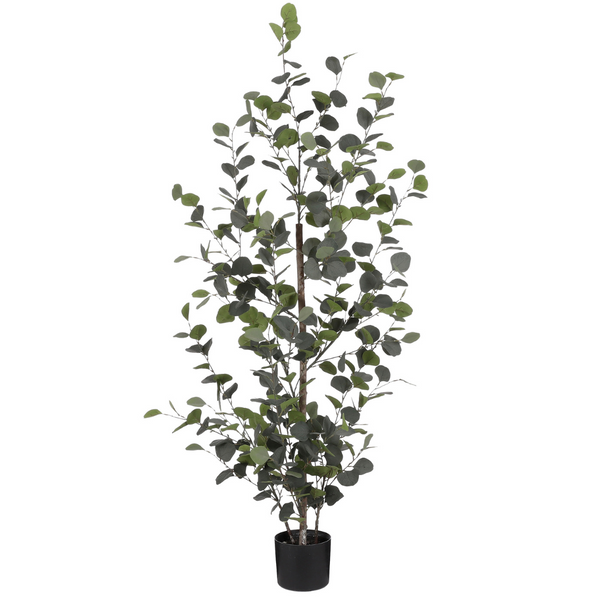Eucalyptus 150 x 30 cm