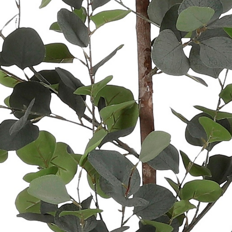 Eucalyptus 150 x 30 cm